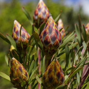 Leucodendron rubrum